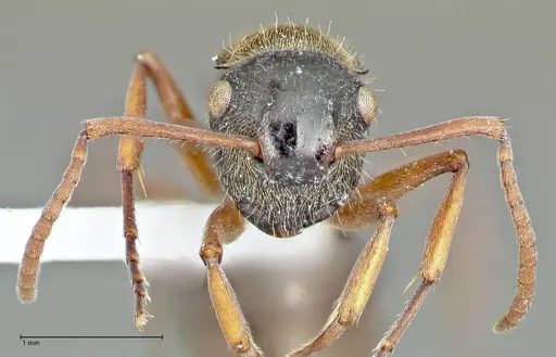 Polyrhachis cyrus specimen FOCOL2602-2 image focol2602-2_2