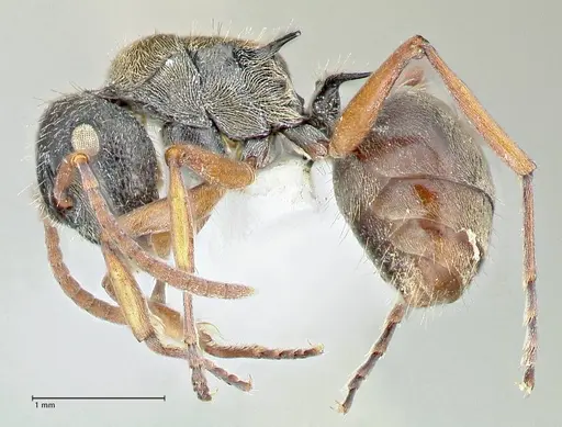 Polyrhachis cyrus specimen FOCOL2602-2 image focol2602-2_3