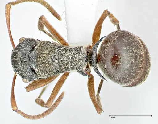Polyrhachis cyrus specimen FOCOL2602-3 image focol2602-3_1