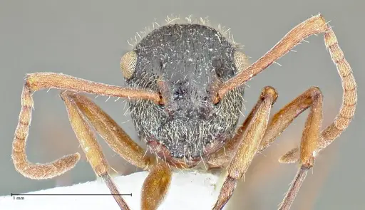 Polyrhachis cyrus specimen FOCOL2602-3 image focol2602-3_2