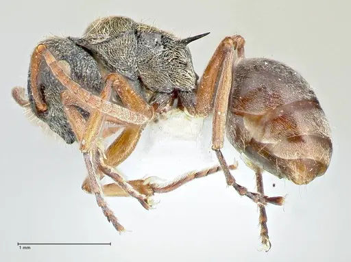 Polyrhachis cyrus specimen FOCOL2602-3 image focol2602-3_3
