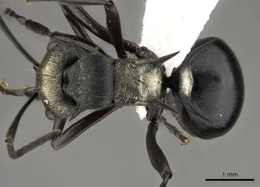 Polyrhachis daemeli specimen CASENT0281429 image casent0281429_1