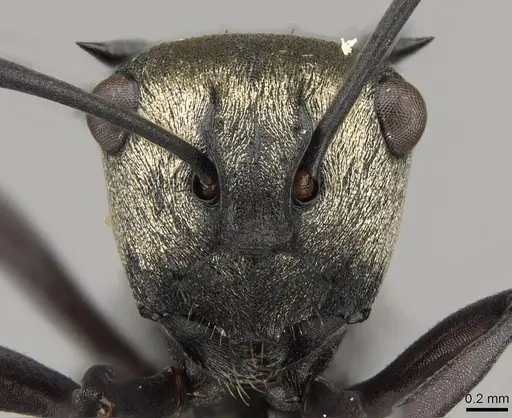 Polyrhachis daemeli specimen CASENT0281429 image casent0281429_2