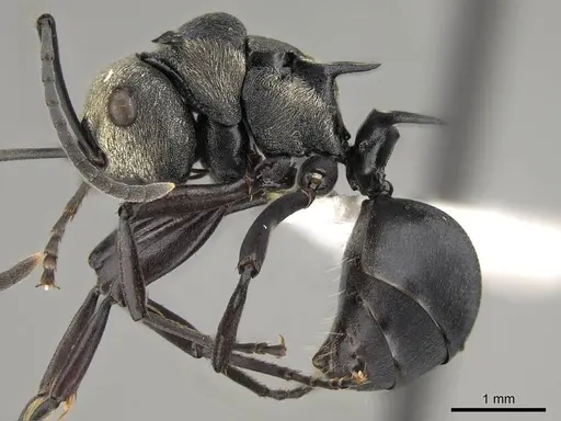 Polyrhachis daemeli specimen CASENT0281429 image casent0281429_3