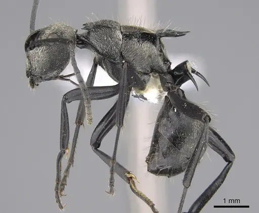 Polyrhachis daemeli specimen CASENT0887800 image casent0887800_1