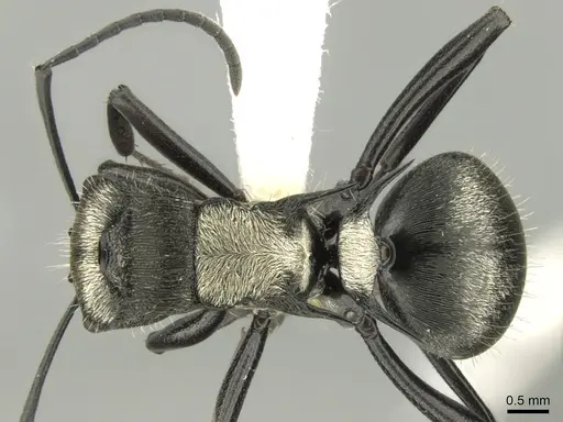 Polyrhachis daemeli specimen CASENT0906599 image casent0906599_1