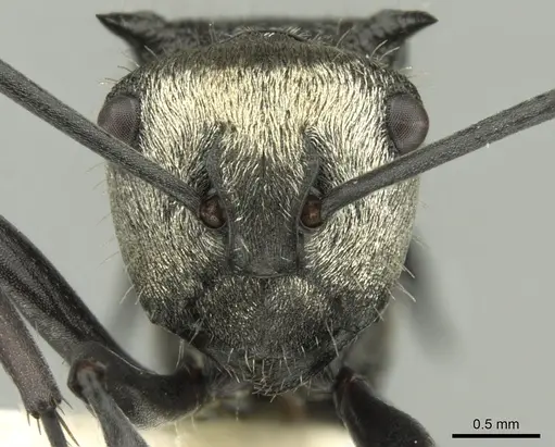 Polyrhachis daemeli specimen CASENT0906599 image casent0906599_2