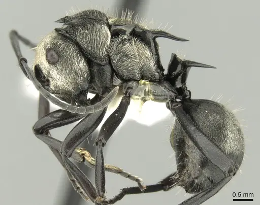 Polyrhachis daemeli specimen CASENT0906599 image casent0906599_3