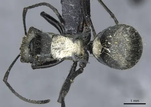 Polyrhachis daemeli specimen CASENT0910843 image casent0910843_1