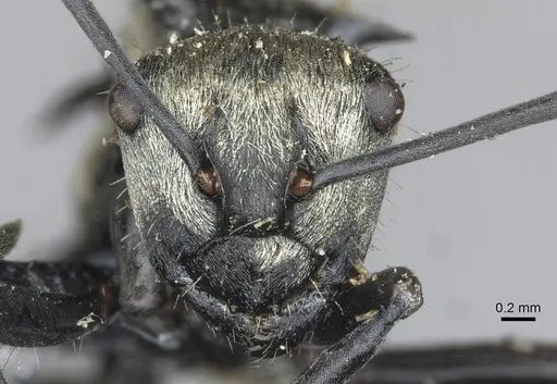 Polyrhachis daemeli specimen CASENT0910843 image casent0910843_2