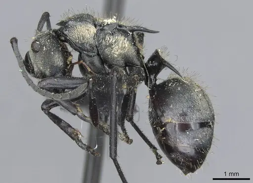 Polyrhachis daemeli specimen CASENT0910843 image casent0910843_3