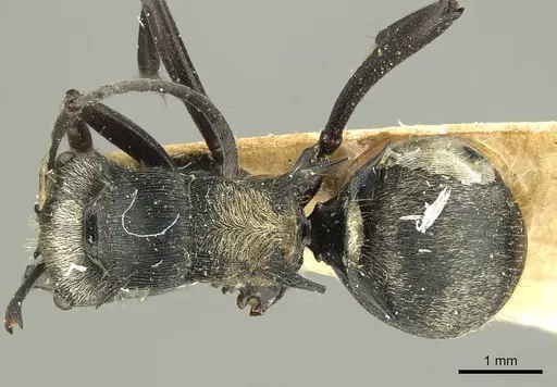 Polyrhachis daemeli specimen CASENT0915611 image casent0915611_1