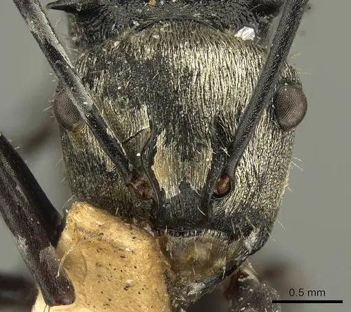 Polyrhachis daemeli specimen CASENT0915611 image casent0915611_2