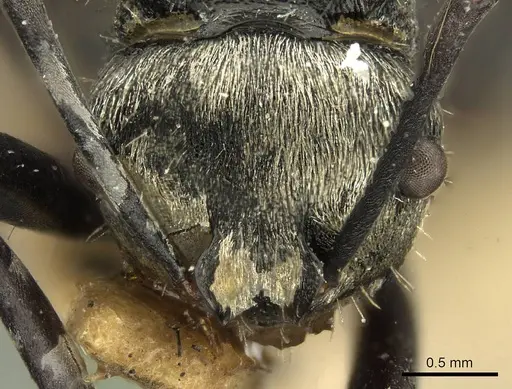 Polyrhachis daemeli specimen CASENT0915611 image casent0915611_3