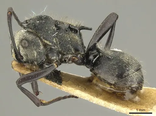 Polyrhachis daemeli specimen CASENT0915611 image casent0915611_4