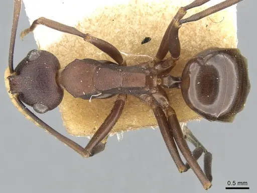 Polyrhachis dahlii specimen CASENT0906579 image casent0906579_1