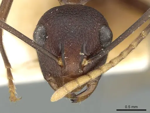 Polyrhachis dahlii specimen CASENT0906579 image casent0906579_2