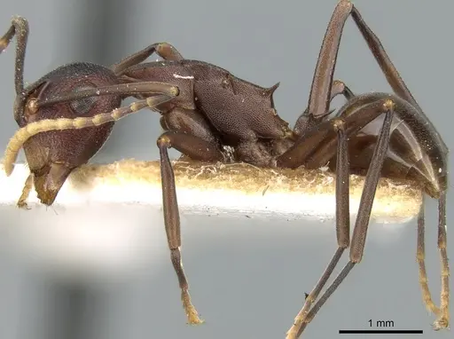 Polyrhachis dahlii specimen CASENT0906579 image casent0906579_3