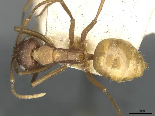 Polyrhachis dahlii specimen CASENT0910792 image casent0910792_1