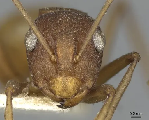 Polyrhachis dahlii specimen CASENT0910792 image casent0910792_2