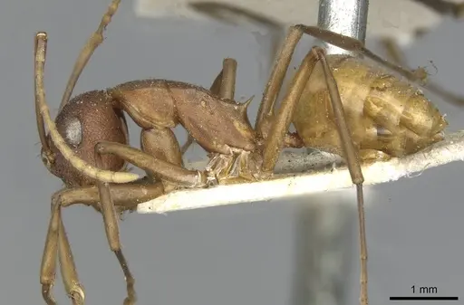 Polyrhachis dahlii specimen CASENT0910792 image casent0910792_3