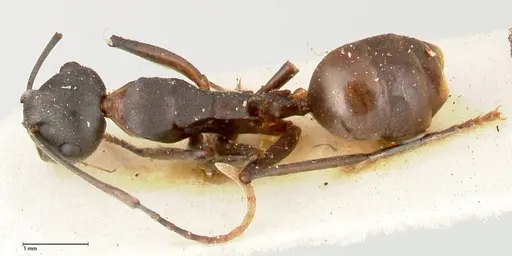 Polyrhachis dahlii specimen FOCOL0453 image focol0453_1