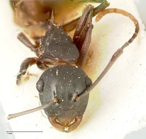 Polyrhachis dahlii specimen FOCOL0453 image focol0453_2