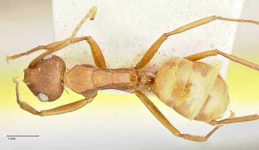 Polyrhachis dahlii specimen FOCOL2535 image focol2535_1
