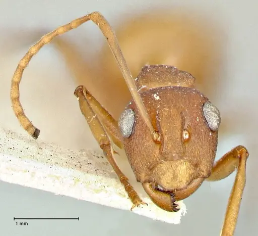 Polyrhachis dahlii specimen FOCOL2535 image focol2535_2