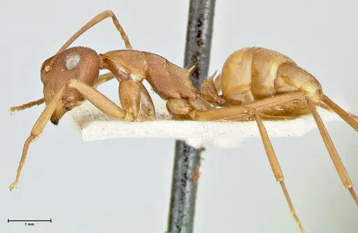 Polyrhachis dahlii specimen FOCOL2535 image focol2535_3
