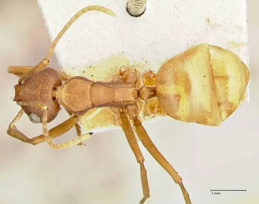 Polyrhachis dahlii specimen FOCOL2536 image focol2536_1