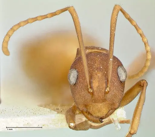 Polyrhachis dahlii specimen FOCOL2536 image focol2536_2