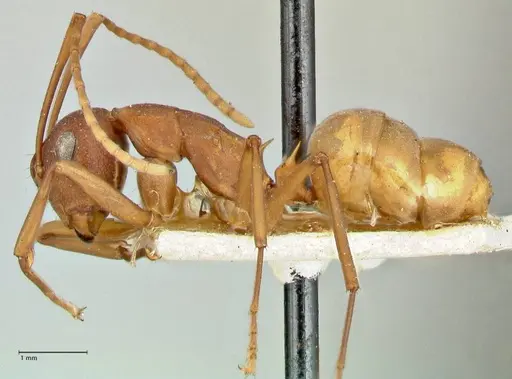 Polyrhachis dahlii specimen FOCOL2536 image focol2536_3