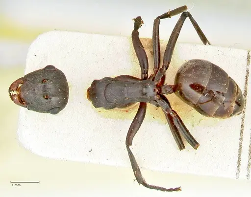 Polyrhachis dahlii specimen FOCOL2541 image focol2541_1