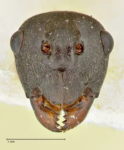 Polyrhachis dahlii specimen FOCOL2541 image focol2541_2