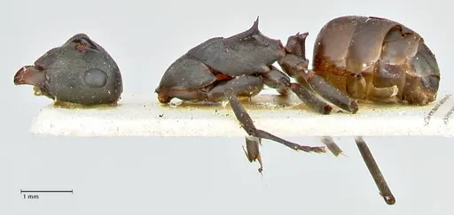 Polyrhachis dahlii specimen FOCOL2541 image focol2541_3