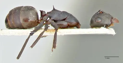 Polyrhachis dahlii specimen FOCOL2541 image focol2541_4