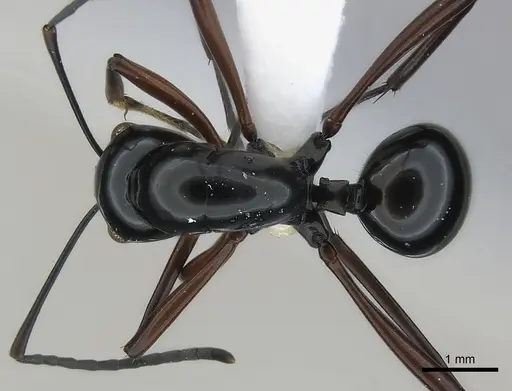 Polyrhachis danum specimen CASENT0217423 image casent0217423_1