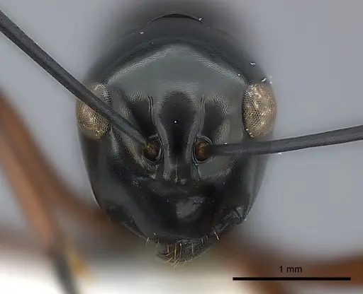 Polyrhachis danum specimen CASENT0217423 image casent0217423_2