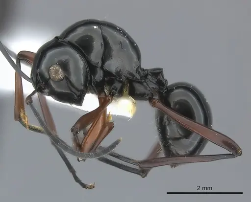 Polyrhachis danum specimen CASENT0217423 image casent0217423_3
