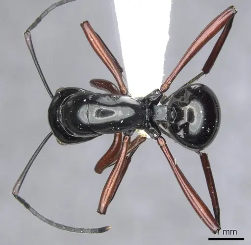 Polyrhachis danum specimen CASENT0903418 image casent0903418_1