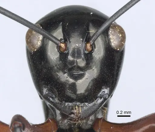 Polyrhachis danum specimen CASENT0903418 image casent0903418_2