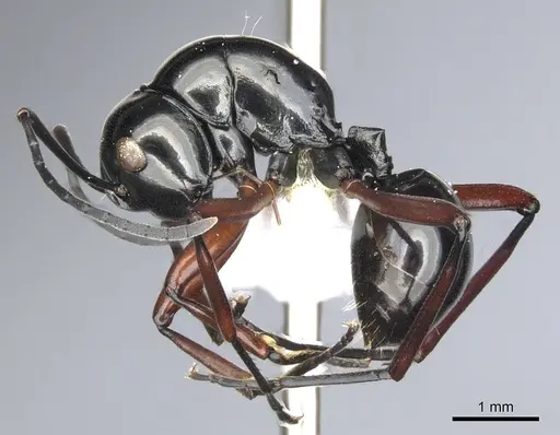 Polyrhachis danum specimen CASENT0903418 image casent0903418_3