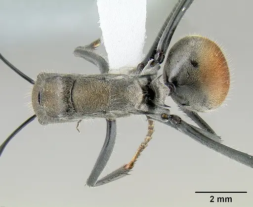 Polyrhachis darlingtoni specimen CASENT0106007 image casent0106007_1
