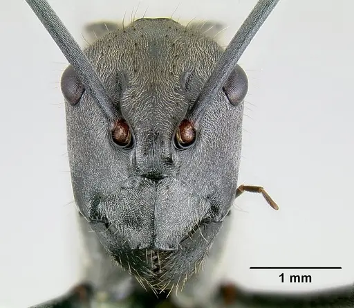 Polyrhachis darlingtoni specimen CASENT0106007 image casent0106007_2