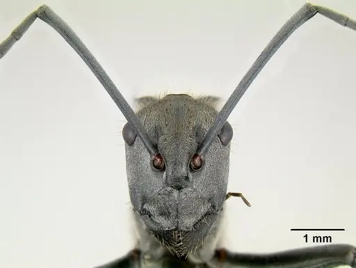 Polyrhachis darlingtoni specimen CASENT0106007 image casent0106007_3