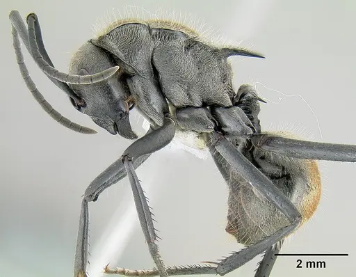Polyrhachis darlingtoni specimen CASENT0106007 image casent0106007_4
