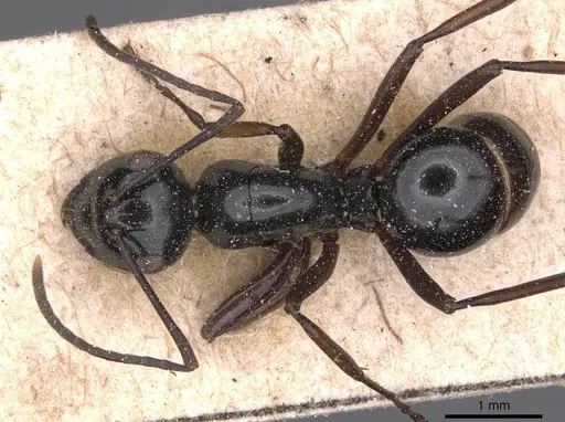 Polyrhachis debilis specimen CASENT0905544 image casent0905544_1