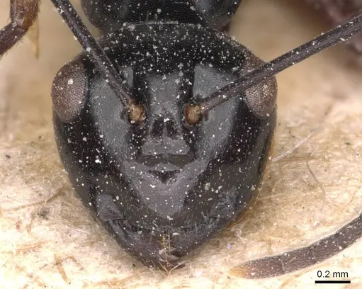 Polyrhachis debilis specimen CASENT0905544 image casent0905544_2