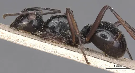 Polyrhachis debilis specimen CASENT0905544 image casent0905544_3